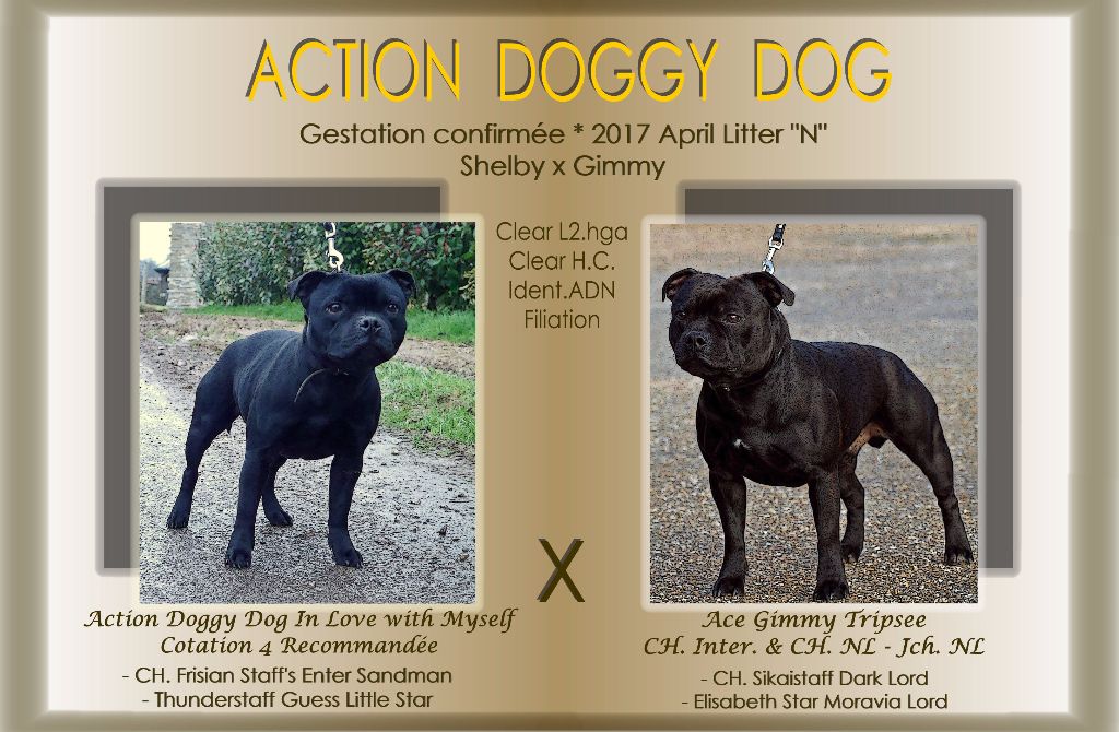 Action Doggy Dog - Portée 2017 - Shelby & Gimmy