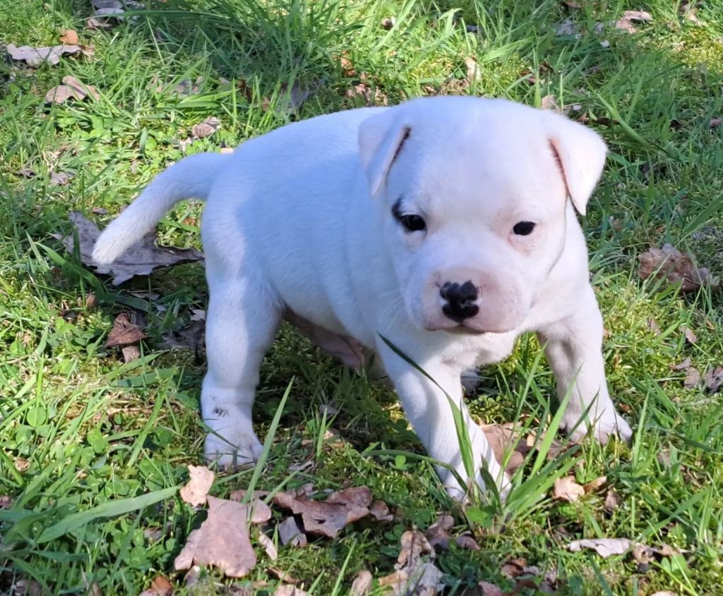 Action Doggy Dog - Staffanatic's Ultimate White Karl