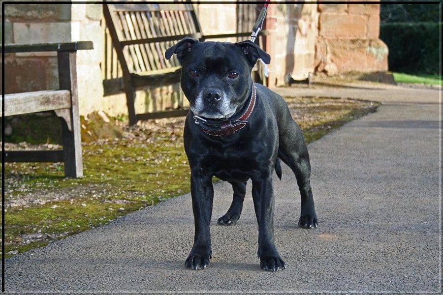 Action Doggy Dog - Cheïtan Hitam se qualifie pour CRUFTS 2017