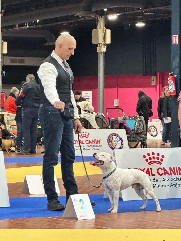 Action Doggy Dog - CACS Angers 2024