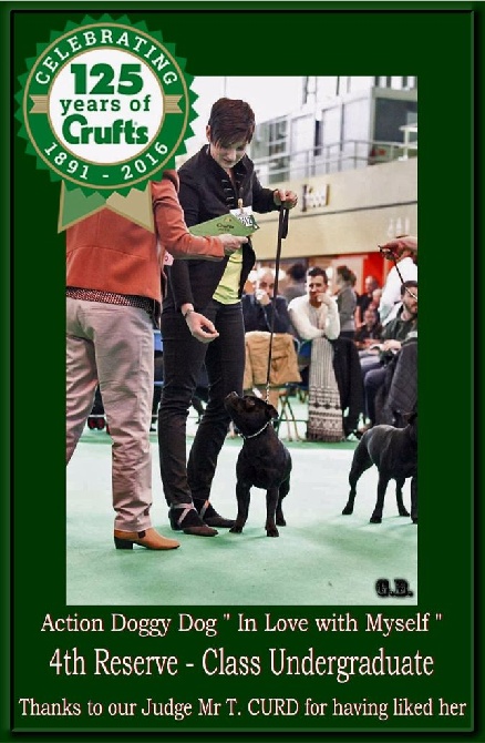 Action Doggy Dog - Shelby se classe 4th Rerserve à CRUFTS 2016