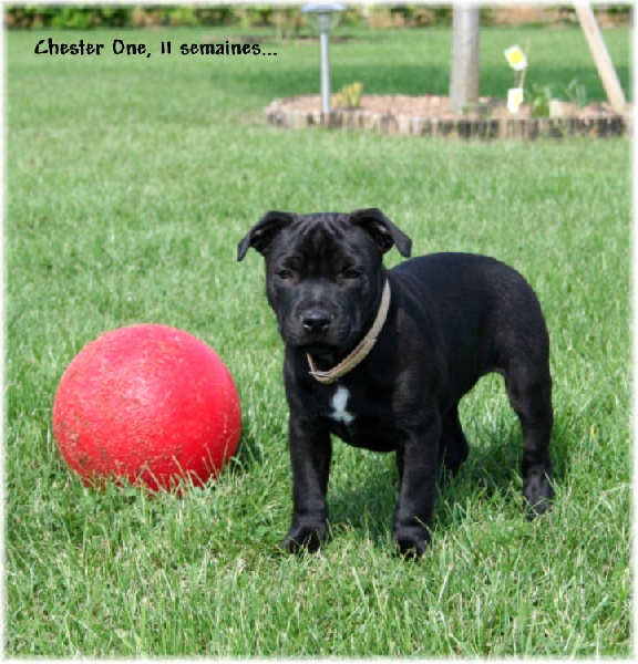 Action Doggy Dog Chester one
