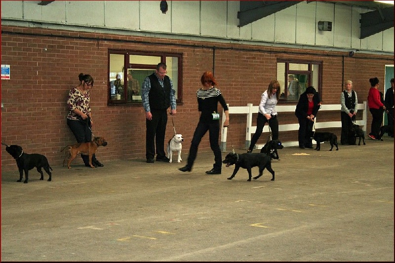 Action Doggy Dog Cheïtan-hitam