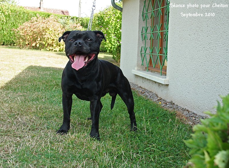 Action Doggy Dog Cheïtan-hitam