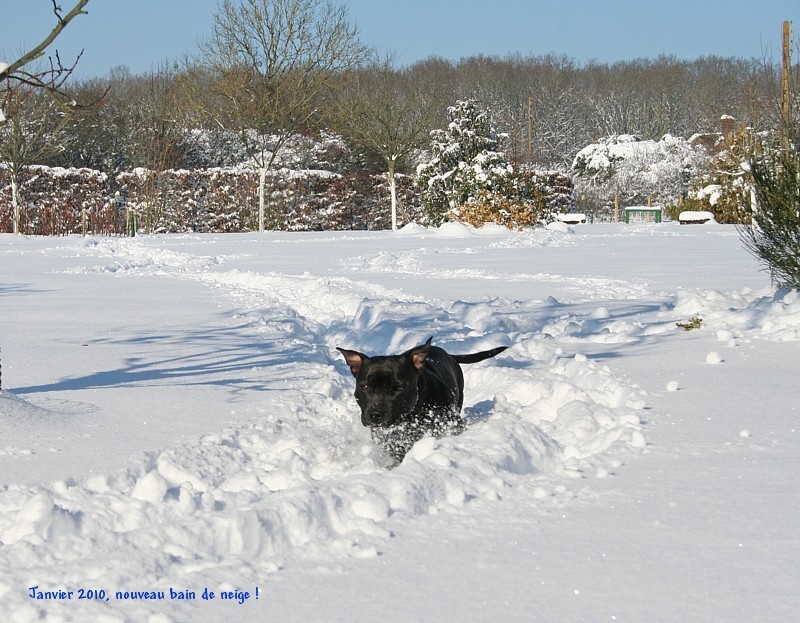 Action Doggy Dog Chilli tickle