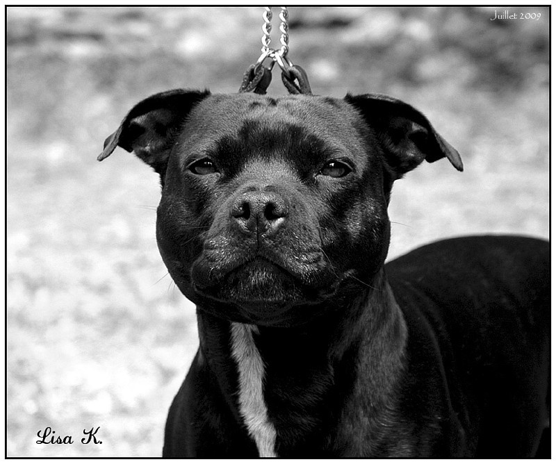 Staffanatic's Tiara - dite thaïleen -