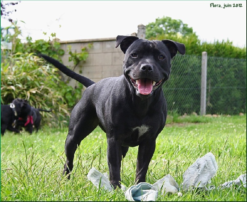 Action Doggy Dog Forget me not