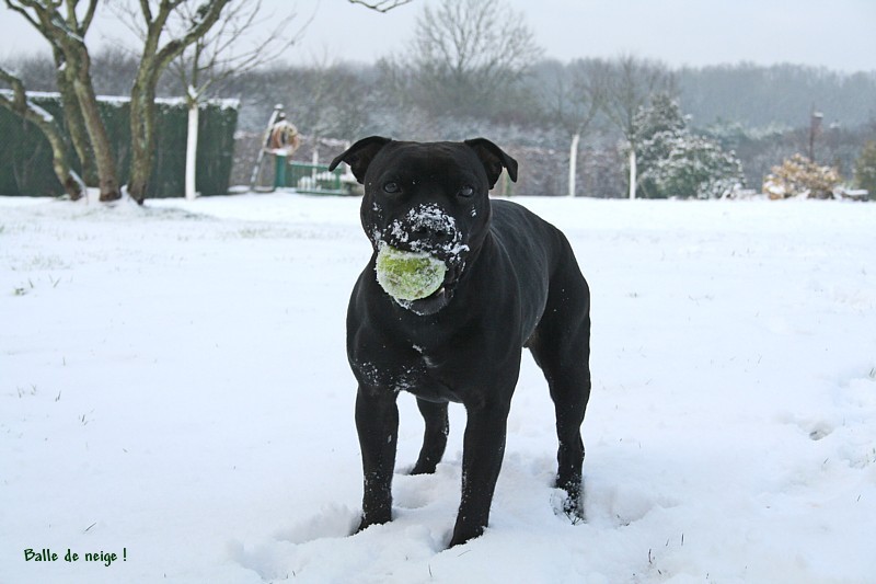 Action Doggy Dog Chilli tickle