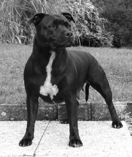 Staffanatic's Tiara - dite thaïleen -