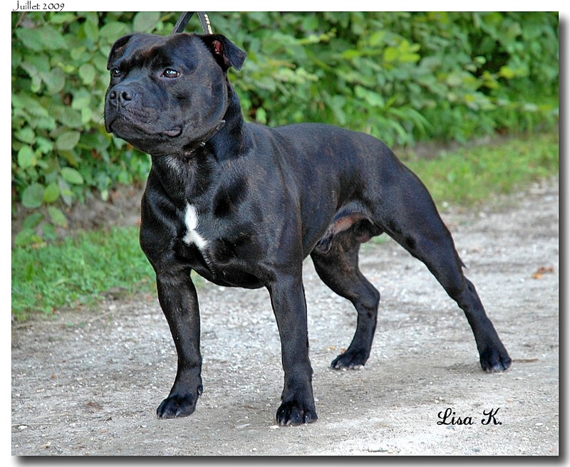 Action Doggy Dog Chester one