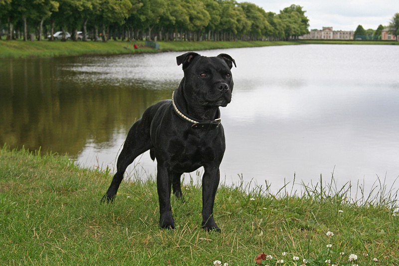 Action Doggy Dog Enok king