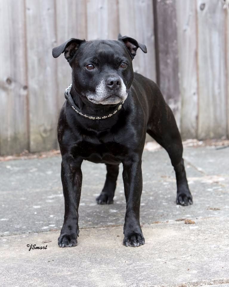 Action Doggy Dog Cheïtan-hitam